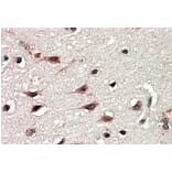 Immunohistochemistry - Anti-DYX1C1 Antibody (A83175) - Antibodies.com