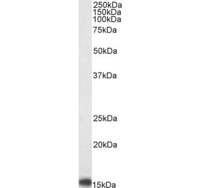 Western Blot - Anti-PBR Antibody (A83177) - Antibodies.com