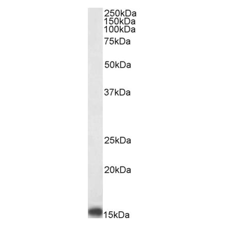 Western Blot - Anti-PBR Antibody (A83177) - Antibodies.com