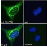 Immunofluorescence - Anti-PBR Antibody (A83177) - Antibodies.com