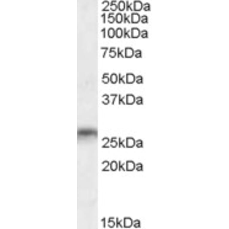 Western Blot - Anti-Myelin Oligodendrocyte Glycoprotein Antibody (A83178) - Antibodies.com