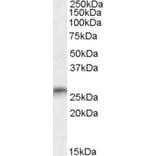 Western Blot - Anti-Myelin Oligodendrocyte Glycoprotein Antibody (A83178) - Antibodies.com