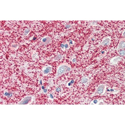 Immunohistochemistry - Anti-MOG Antibody (A83178) - Antibodies.com