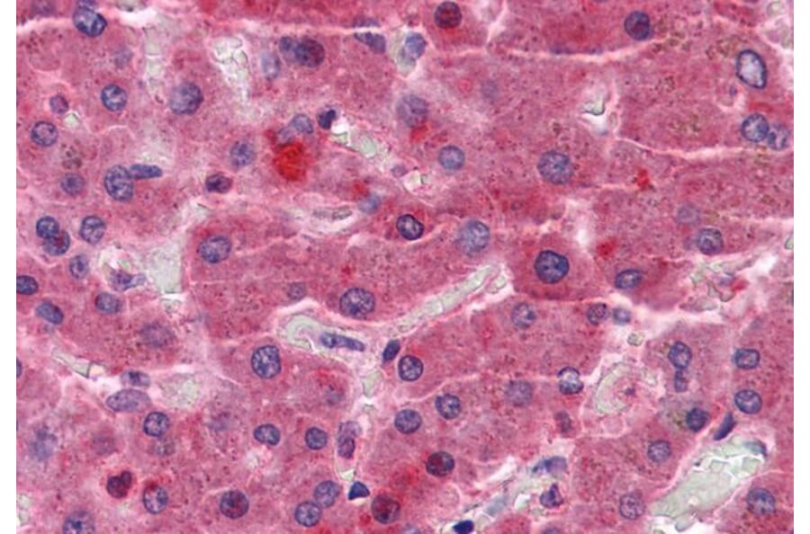 Immunohistochemistry - Anti-EYA4 Antibody (A83181) - Antibodies.com