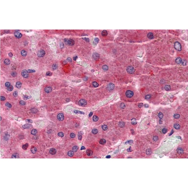 Immunohistochemistry - Anti-EYA4 Antibody (A83181) - Antibodies.com
