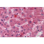 Immunohistochemistry - Anti-EYA4 Antibody (A83181) - Antibodies.com
