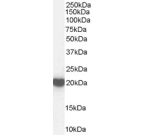 Western Blot - Anti-Peroxiredoxin 2 Antibody (A83182) - Antibodies.com