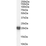 Western Blot - Anti-Peroxiredoxin 2 Antibody (A83182) - Antibodies.com