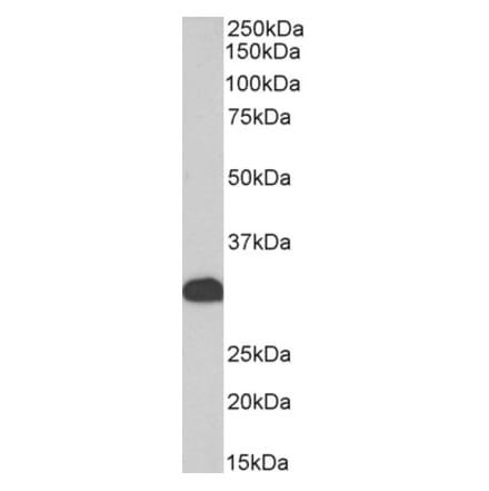 Western Blot - Anti-FHL1 Antibody (A83185) - Antibodies.com