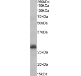Western Blot - Anti-TAZ Antibody (A83186) - Antibodies.com