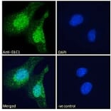 Immunofluorescence - Anti-DLC1 Antibody (A83189) - Antibodies.com