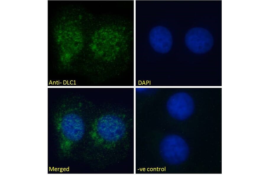 Immunofluorescence - Anti-DLC1 Antibody (A83189) - Antibodies.com