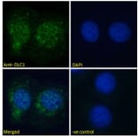 Immunofluorescence - Anti-DLC1 Antibody (A83189) - Antibodies.com