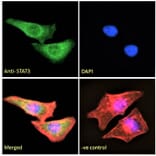 Immunofluorescence - Anti-STAT3 Antibody (A83190) - Antibodies.com