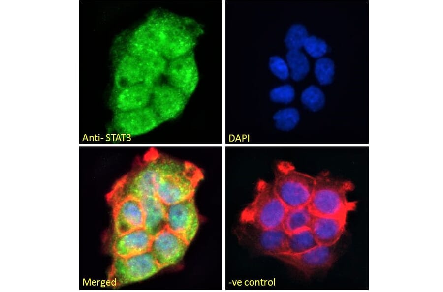 Immunofluorescence - Anti-STAT3 Antibody (A83190) - Antibodies.com