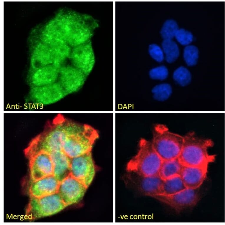 Immunofluorescence - Anti-STAT3 Antibody (A83190) - Antibodies.com