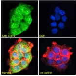 Immunofluorescence - Anti-STAT3 Antibody (A83190) - Antibodies.com