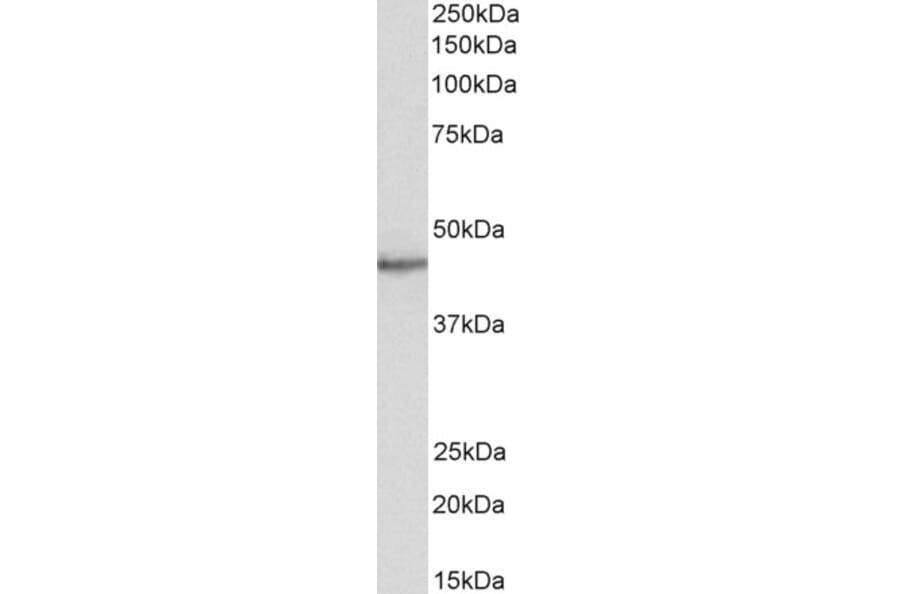Western Blot - Anti-STAP2 Antibody (A83191) - Antibodies.com
