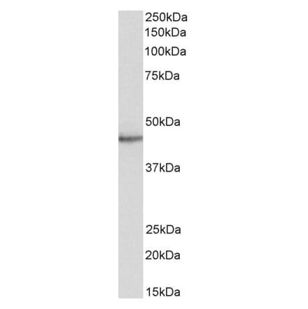 Western Blot - Anti-STAP2 Antibody (A83191) - Antibodies.com