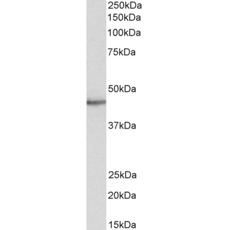 Western Blot - Anti-STAP2 Antibody (A83191) - Antibodies.com