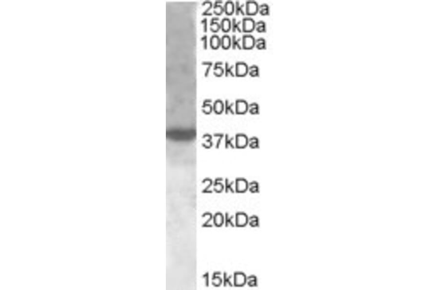 Western Blot - Anti-XBP1 Antibody (A83192) - Antibodies.com
