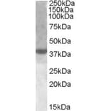 Western Blot - Anti-XBP1 Antibody (A83192) - Antibodies.com