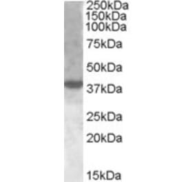 Western Blot - Anti-XBP1 Antibody (A83192) - Antibodies.com