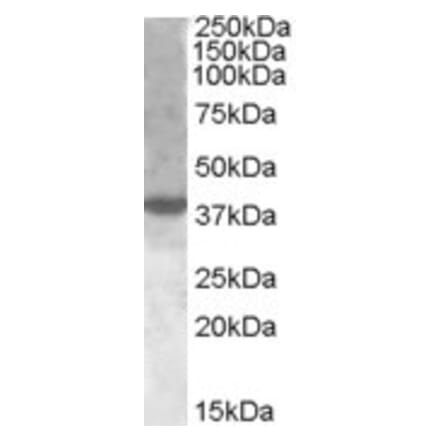Western Blot - Anti-XBP1 Antibody (A83192) - Antibodies.com
