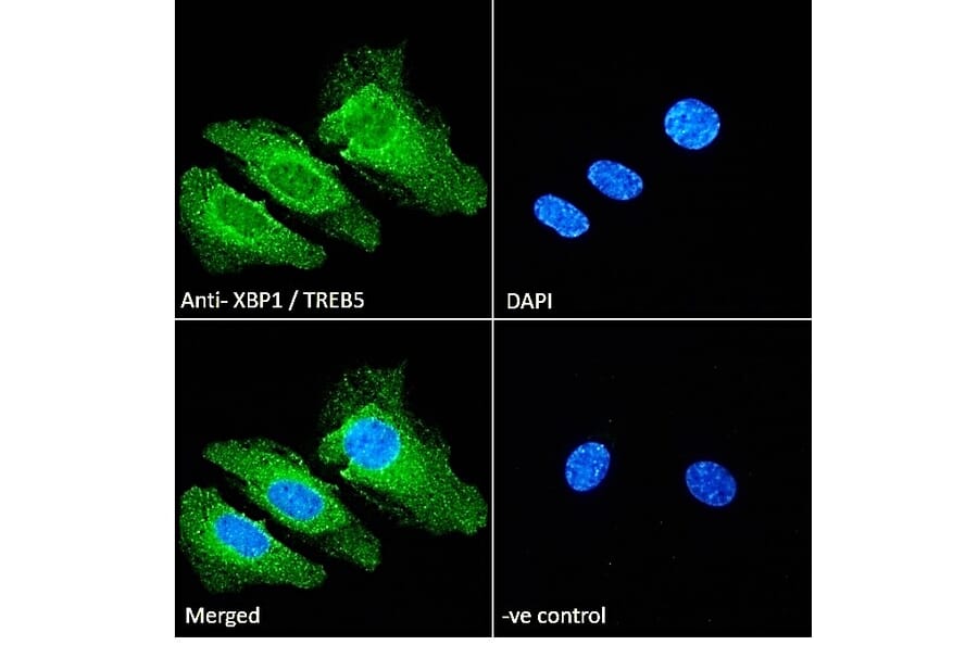 Immunofluorescence - Anti-XBP1 Antibody (A83192) - Antibodies.com
