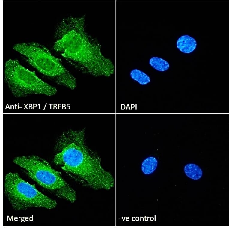 Immunofluorescence - Anti-XBP1 Antibody (A83192) - Antibodies.com