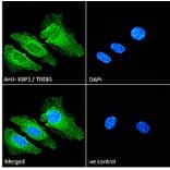 Immunofluorescence - Anti-XBP1 Antibody (A83192) - Antibodies.com