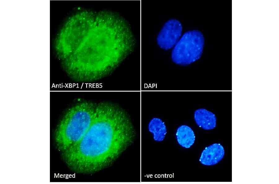 Immunofluorescence - Anti-XBP1 Antibody (A83192) - Antibodies.com