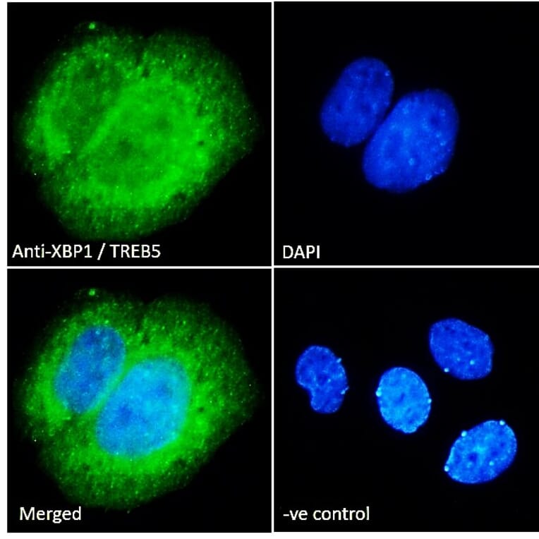 Immunofluorescence - Anti-XBP1 Antibody (A83192) - Antibodies.com