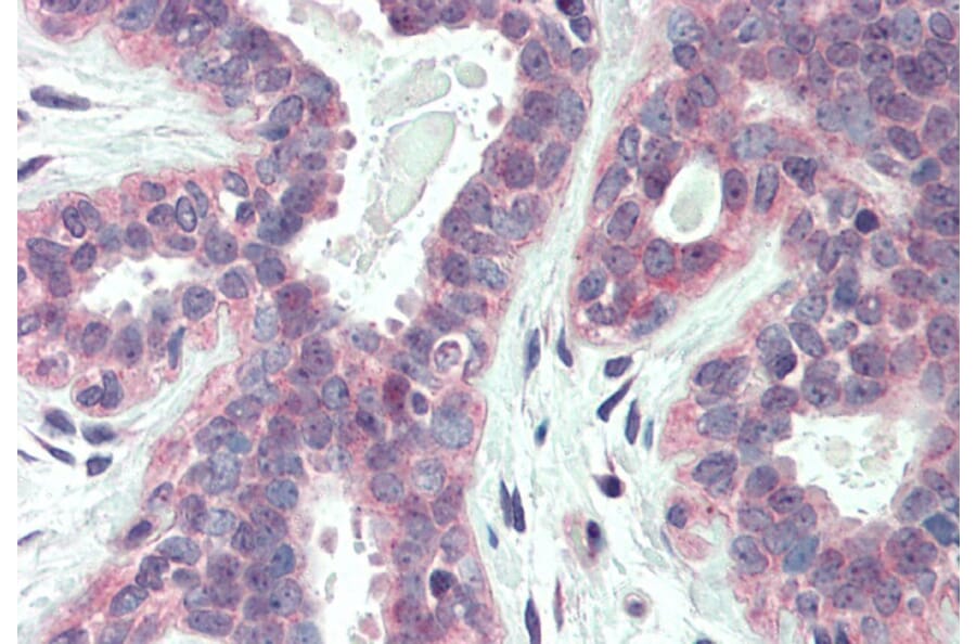 Immunohistochemistry - Anti-XBP1 Antibody (A83192) - Antibodies.com