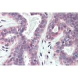 Immunohistochemistry - Anti-XBP1 Antibody (A83192) - Antibodies.com