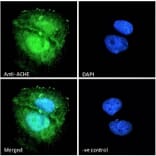 Immunofluorescence - Anti-Acetylcholinesterase Antibody (A83194) - Antibodies.com