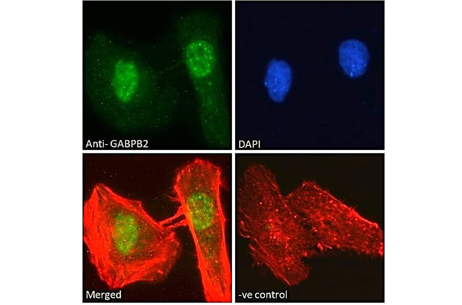Immunofluorescence - Anti-GABPB2/Nuclear Respiratory Factor 2 Antibody (A83197) - Antibodies.com