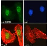 Immunofluorescence - Anti-GABPB2/Nuclear Respiratory Factor 2 Antibody (A83197) - Antibodies.com