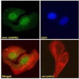 Immunofluorescence - Anti-GABPB2/Nuclear Respiratory Factor 2 Antibody (A83197) - Antibodies.com