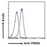 Flow Cytometry - Anti-GABPB2/Nuclear Respiratory Factor 2 Antibody (A83197) - Antibodies.com
