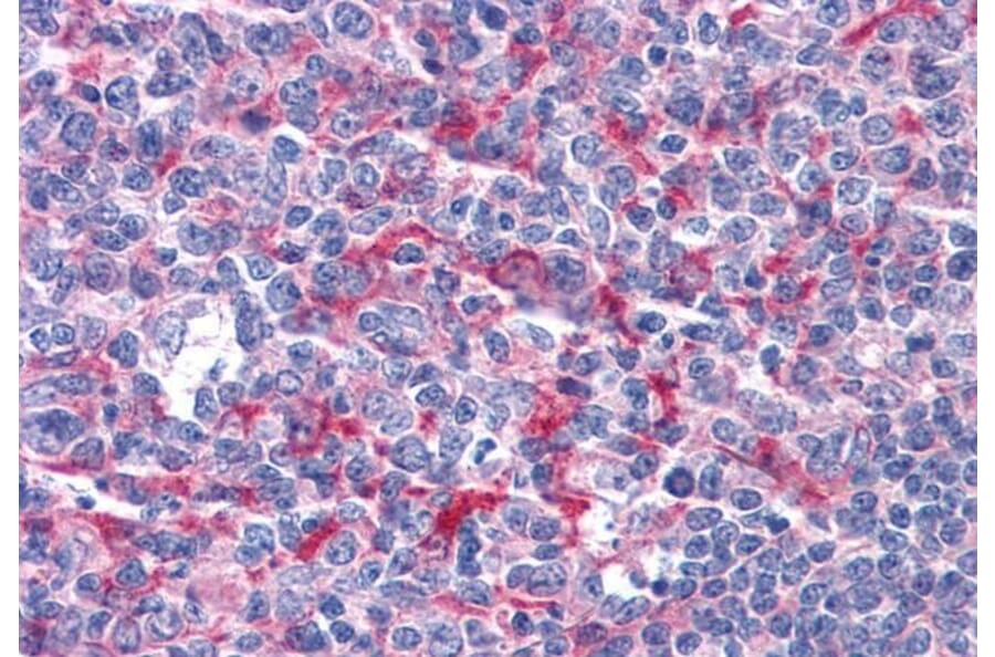 Immunohistochemistry - Anti-GABPB2/Nuclear Respiratory Factor 2 Antibody (A83197) - Antibodies.com