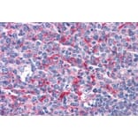Immunohistochemistry - Anti-GABPB2/Nuclear Respiratory Factor 2 Antibody (A83197) - Antibodies.com