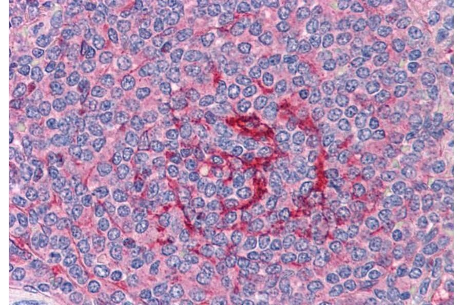 Immunohistochemistry - Anti-GABPB2/Nuclear Respiratory Factor 2 Antibody (A83197) - Antibodies.com