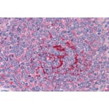 Immunohistochemistry - Anti-GABPB2/Nuclear Respiratory Factor 2 Antibody (A83197) - Antibodies.com