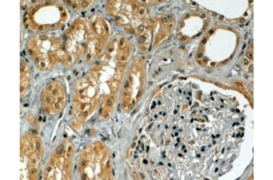 Immunohistochemistry - Anti-TRIM5 alpha Antibody (A83198) - Antibodies.com