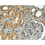 Immunohistochemistry - Anti-TRIM5 alpha Antibody (A83198) - Antibodies.com