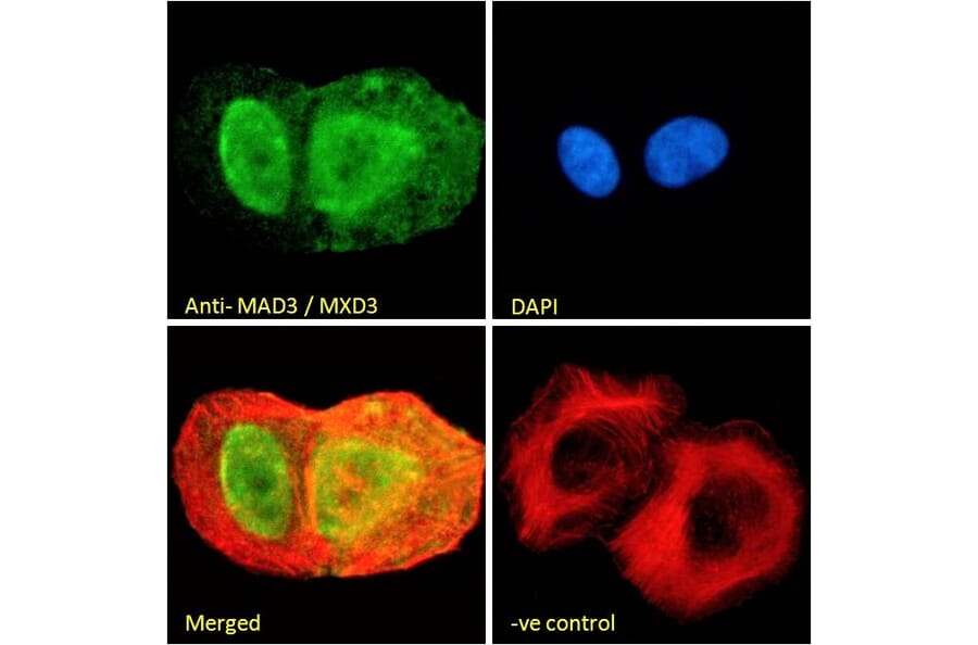 Immunofluorescence - Anti-MXD3/MAD3 Antibody (A83200) - Antibodies.com