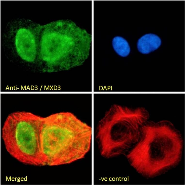 Immunofluorescence - Anti-MXD3/MAD3 Antibody (A83200) - Antibodies.com
