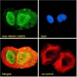 Immunofluorescence - Anti-MXD3/MAD3 Antibody (A83200) - Antibodies.com