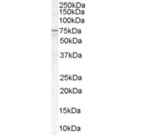 Western Blot - Anti-ACSL5 Antibody (A83201) - Antibodies.com